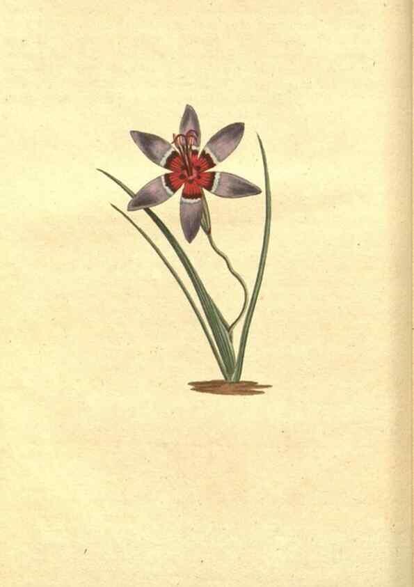 Reproducción/Reproduction 8318277656: Curtis's botanical magazine.. London ;New York [etc.] :Academic Press [etc.]