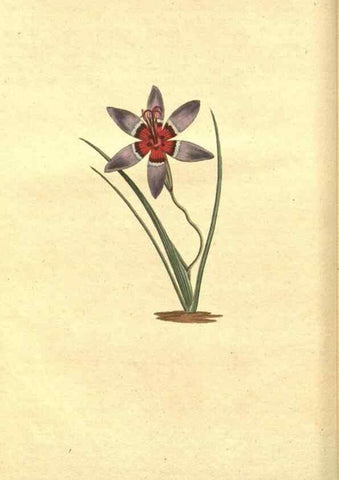 Reproducción/Reproduction 8318277656: Curtis's botanical magazine.. London ;New York [etc.] :Academic Press [etc.]