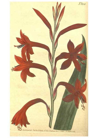 Reproducción/Reproduction 8318278772: Curtis's botanical magazine.. London ;New York [etc.] :Academic Press [etc.]