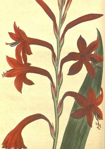 Reproducción/Reproduction 8318278772: Curtis's botanical magazine.. London ;New York [etc.] :Academic Press [etc.]
