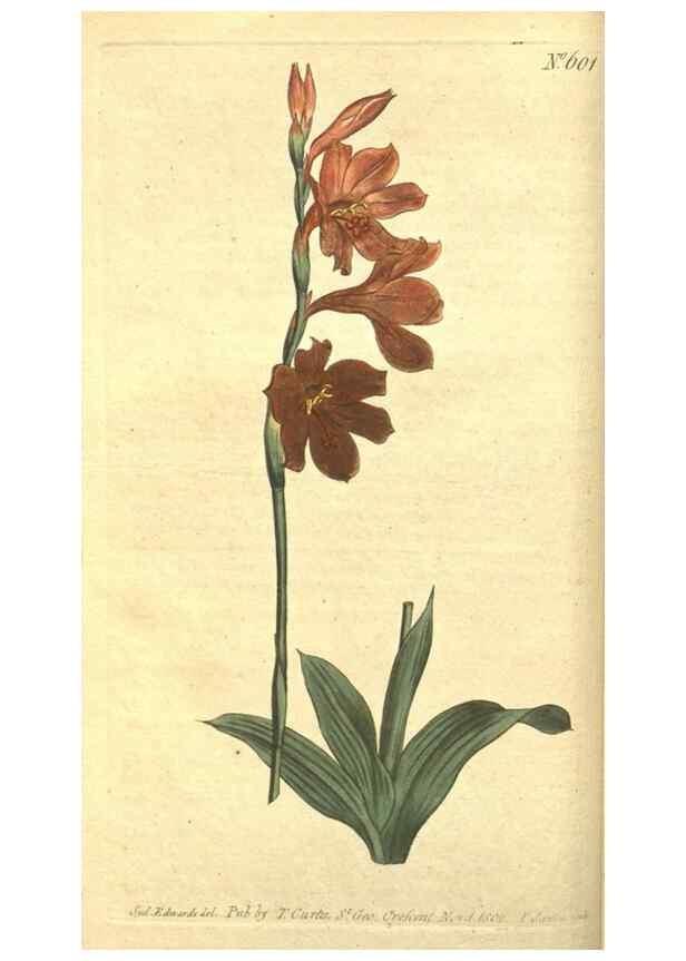 Reproducción/Reproduction 8318279586: Curtis's botanical magazine.. London ;New York [etc.] :Academic Press [etc.]