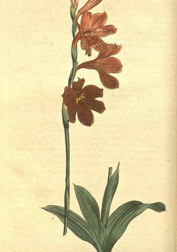 Reproducción/Reproduction 8318279586: Curtis's botanical magazine.. London ;New York [etc.] :Academic Press [etc.]