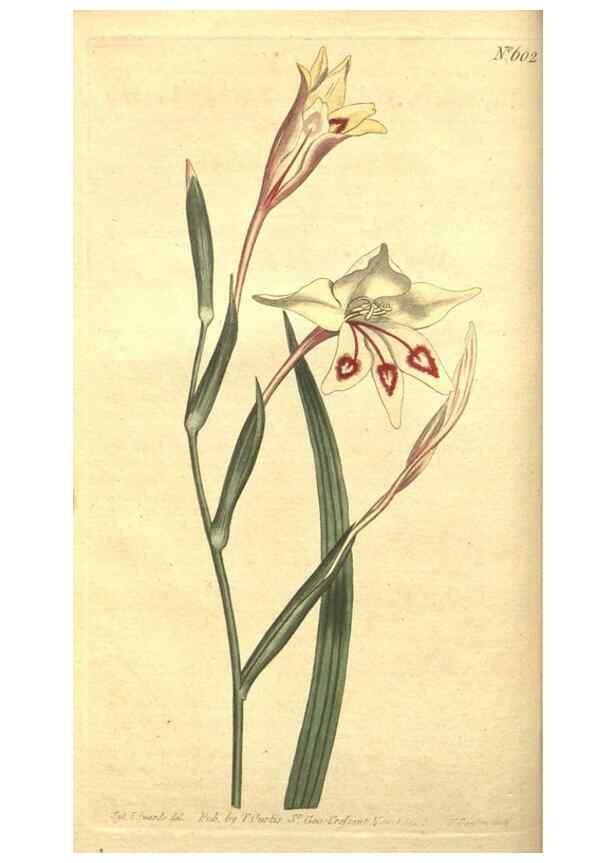 Reproducción/Reproduction 8318280400: Curtis's botanical magazine.. London ;New York [etc.] :Academic Press [etc.]