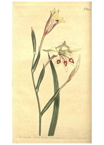 Reproducción/Reproduction 8318280400: Curtis's botanical magazine.. London ;New York [etc.] :Academic Press [etc.]