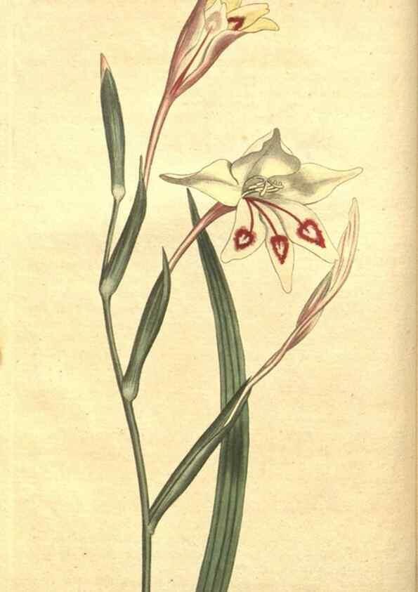 Reproducción/Reproduction 8318280400: Curtis's botanical magazine.. London ;New York [etc.] :Academic Press [etc.]