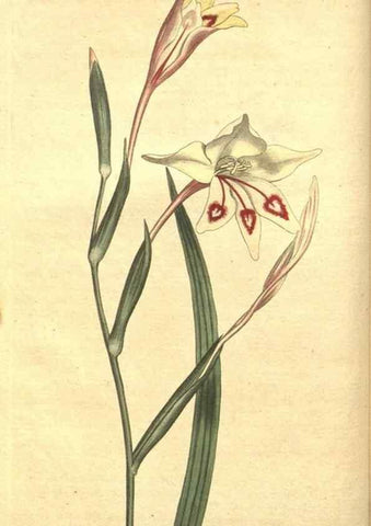 Reproducción/Reproduction 8318280400: Curtis's botanical magazine.. London ;New York [etc.] :Academic Press [etc.]