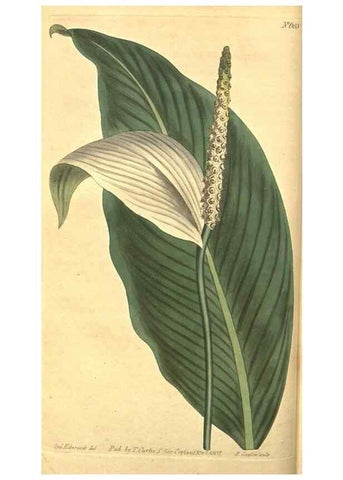 Reproducción/Reproduction 8318281020: Curtis's botanical magazine.. London ;New York [etc.] :Academic Press [etc.]