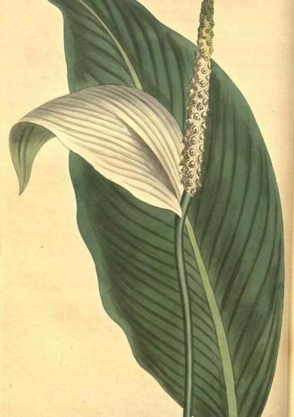 Reproducción/Reproduction 8318281020: Curtis's botanical magazine.. London ;New York [etc.] :Academic Press [etc.]