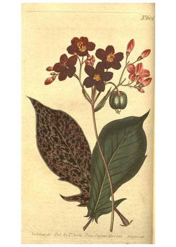 Reproducción/Reproduction 8318281568: Curtis's botanical magazine.. London ;New York [etc.] :Academic Press [etc.]