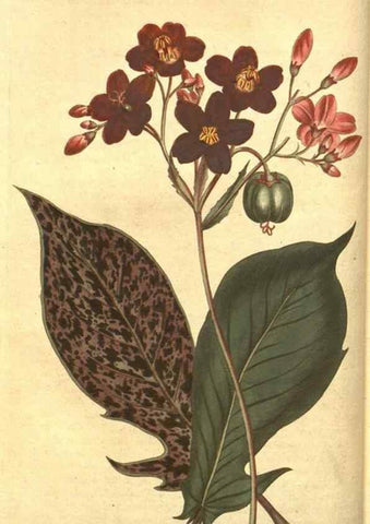 Reproducción/Reproduction 8318281568: Curtis's botanical magazine.. London ;New York [etc.] :Academic Press [etc.]