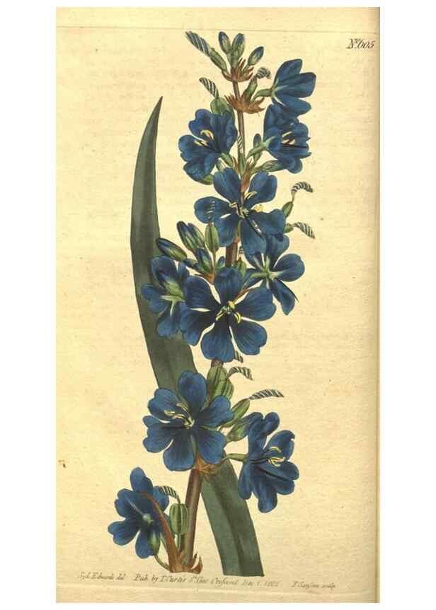 Reproducción/Reproduction 8318282280: Curtis's botanical magazine.. London ;New York [etc.] :Academic Press [etc.]