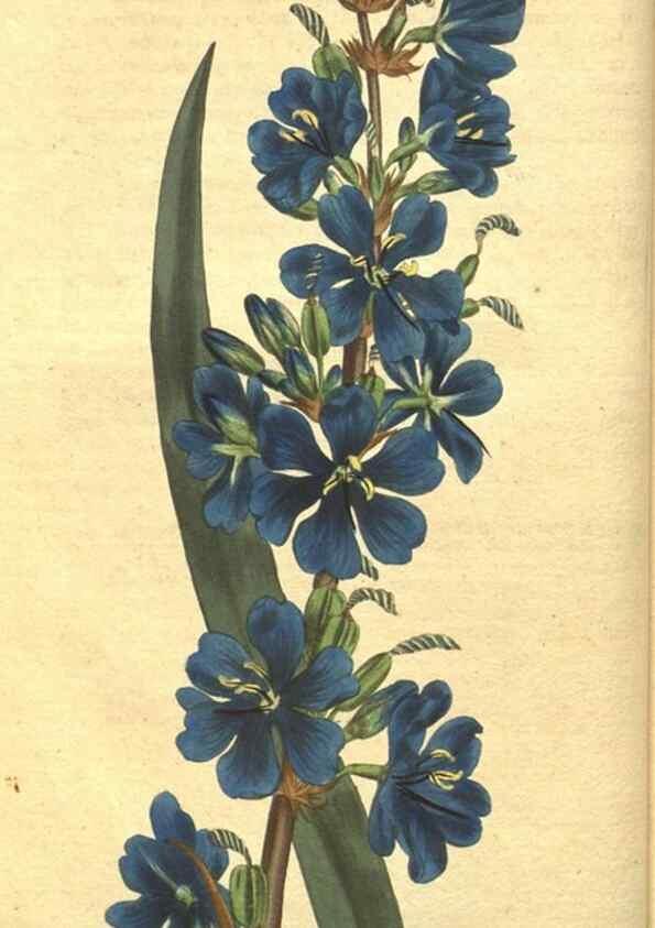 Reproducción/Reproduction 8318282280: Curtis's botanical magazine.. London ;New York [etc.] :Academic Press [etc.]