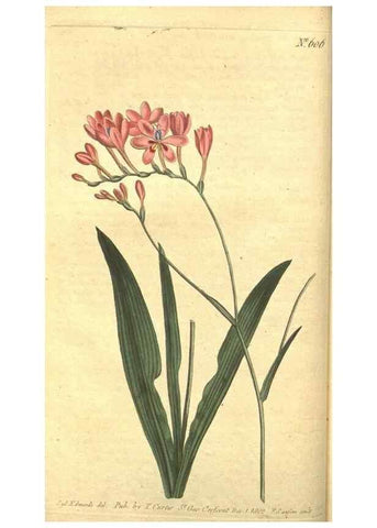 Reproducción/Reproduction 8317227587: Curtis's botanical magazine.. London ;New York [etc.] :Academic Press [etc.]