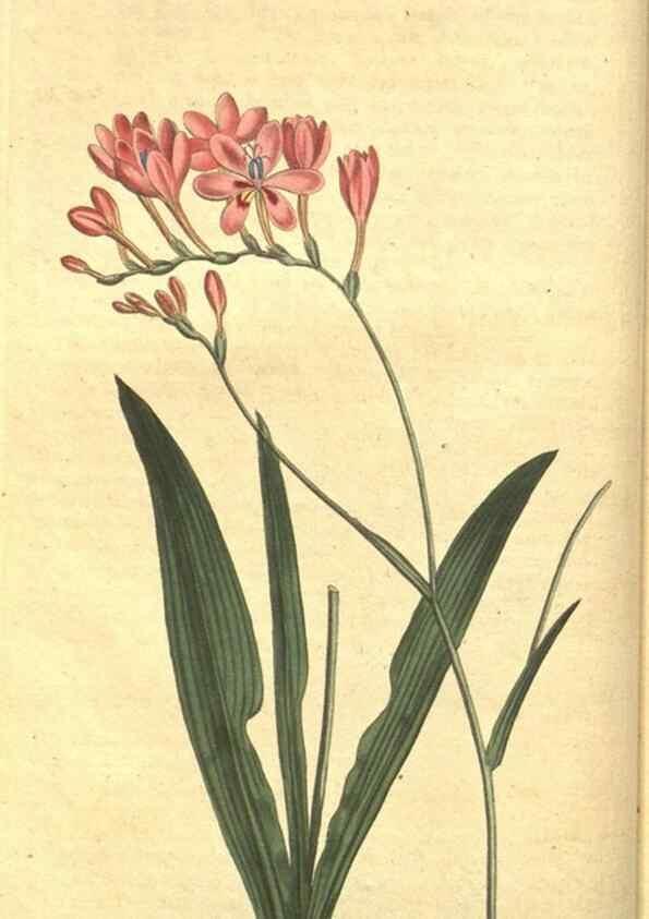 Reproducción/Reproduction 8317227587: Curtis's botanical magazine.. London ;New York [etc.] :Academic Press [etc.]