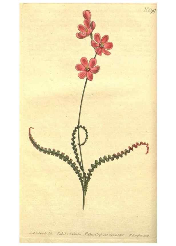 Reproducción/Reproduction 8318278210: Curtis's botanical magazine.. London ;New York [etc.] :Academic Press [etc.]