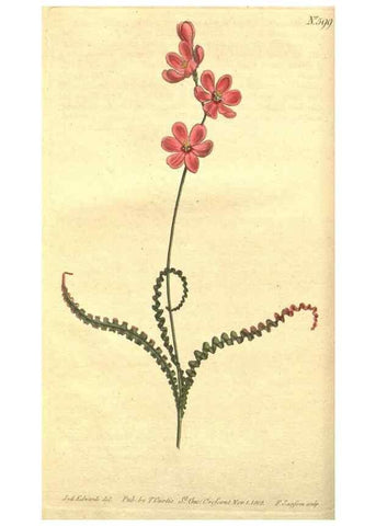 Reproducción/Reproduction 8318278210: Curtis's botanical magazine.. London ;New York [etc.] :Academic Press [etc.]