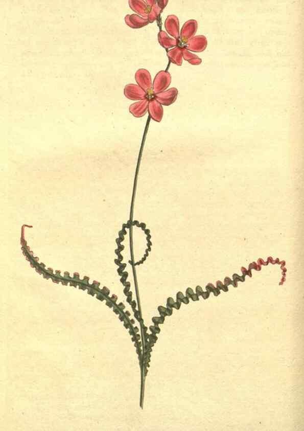 Reproducción/Reproduction 8318278210: Curtis's botanical magazine.. London ;New York [etc.] :Academic Press [etc.]