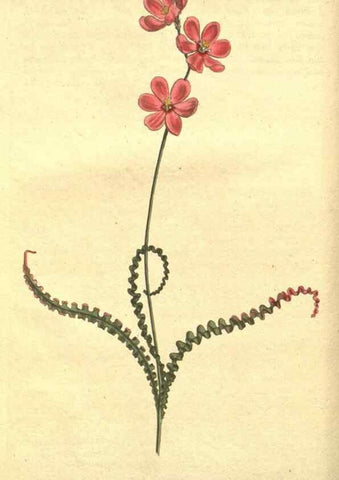 Reproducción/Reproduction 8318278210: Curtis's botanical magazine.. London ;New York [etc.] :Academic Press [etc.]