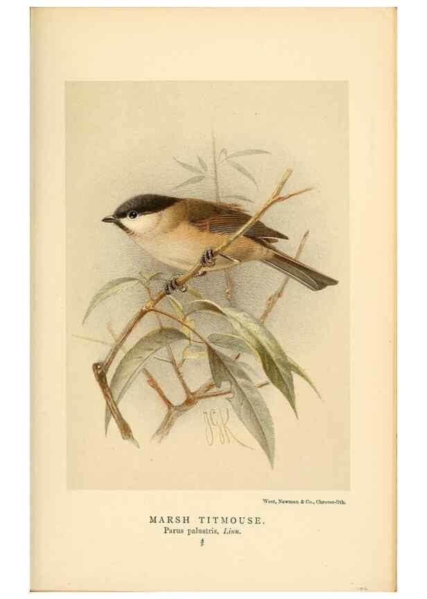 Reproducción/Reproduction 8290259341: Coloured figures of the birds of the British Islands / issued by Lord Lilford.. London :R. H. Porter,1885-1897.