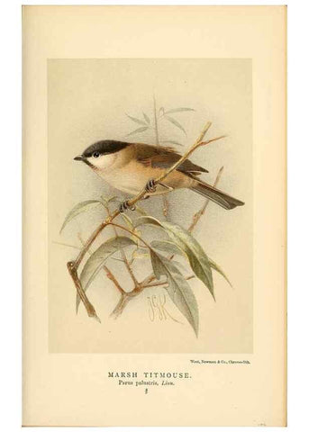 Reproducción/Reproduction 8290259341: Coloured figures of the birds of the British Islands / issued by Lord Lilford.. London :R. H. Porter,1885-1897.