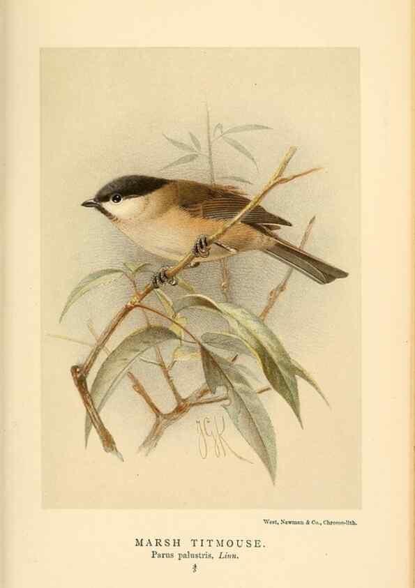 Reproducción/Reproduction 8290259341: Coloured figures of the birds of the British Islands / issued by Lord Lilford.. London :R. H. Porter,1885-1897.