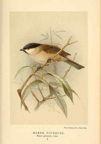 Reproducción/Reproduction 8290259341: Coloured figures of the birds of the British Islands / issued by Lord Lilford.. London :R. H. Porter,1885-1897.