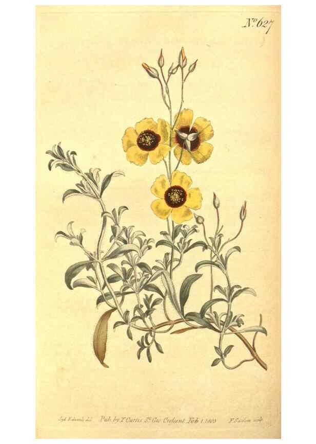 Reproducción/Reproduction 8317242525: Curtis's botanical magazine.. London ;New York [etc.] :Academic Press [etc.]