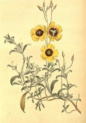 Reproducción/Reproduction 8317242525: Curtis's botanical magazine.. London ;New York [etc.] :Academic Press [etc.]