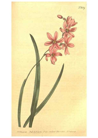 Reproducción/Reproduction 8318299590: Curtis's botanical magazine.. London ;New York [etc.] :Academic Press [etc.]