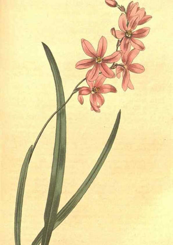 Reproducción/Reproduction 8318299590: Curtis's botanical magazine.. London ;New York [etc.] :Academic Press [etc.]