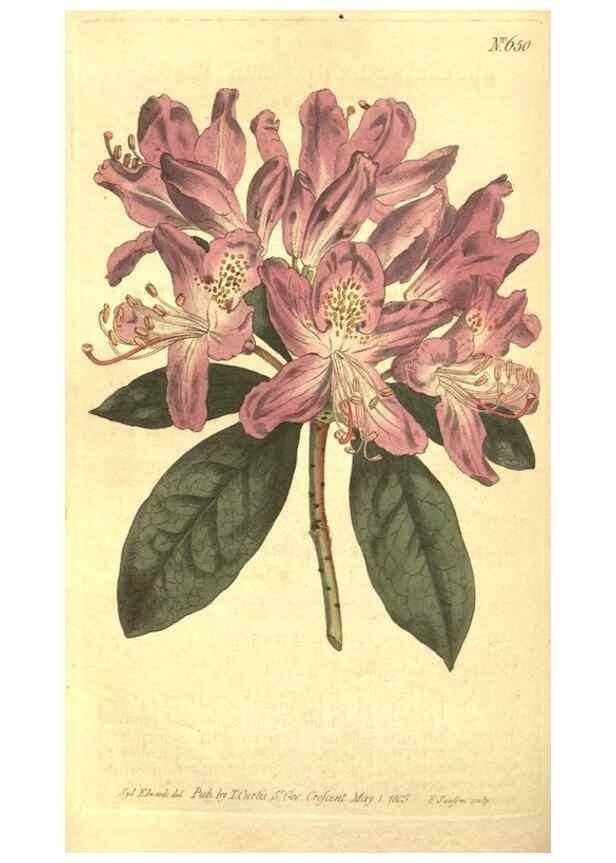 Reproducción/Reproduction 8318313798: Curtis's botanical magazine.. London ;New York [etc.] :Academic Press [etc.]