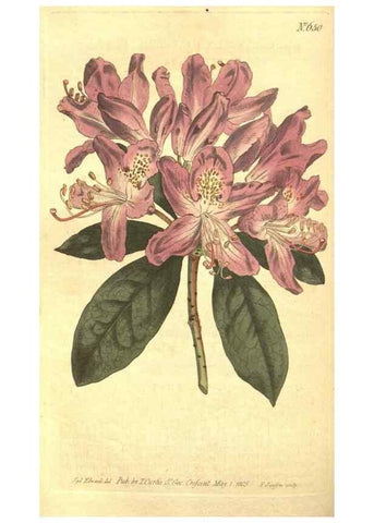 Reproducción/Reproduction 8318313798: Curtis's botanical magazine.. London ;New York [etc.] :Academic Press [etc.]