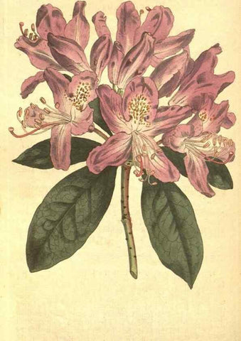 Reproducción/Reproduction 8318313798: Curtis's botanical magazine.. London ;New York [etc.] :Academic Press [etc.]