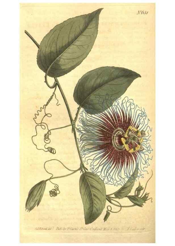 Reproducción/Reproduction 8317258909: Curtis's botanical magazine.. London ;New York [etc.] :Academic Press [etc.]
