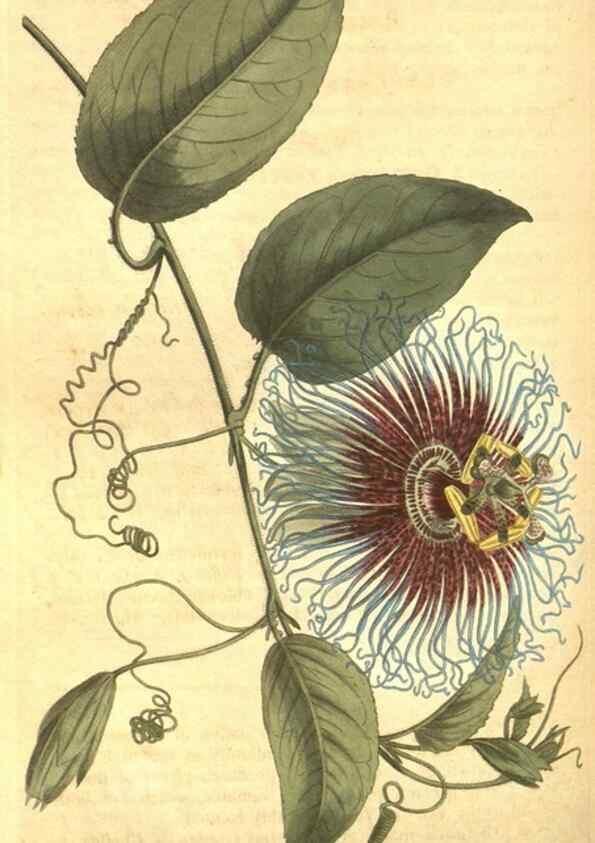 Reproducción/Reproduction 8317258909: Curtis's botanical magazine.. London ;New York [etc.] :Academic Press [etc.]
