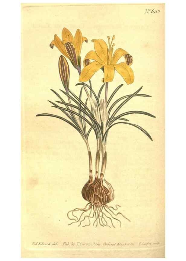 Reproducción/Reproduction 8318315394: Curtis's botanical magazine.. London ;New York [etc.] :Academic Press [etc.]