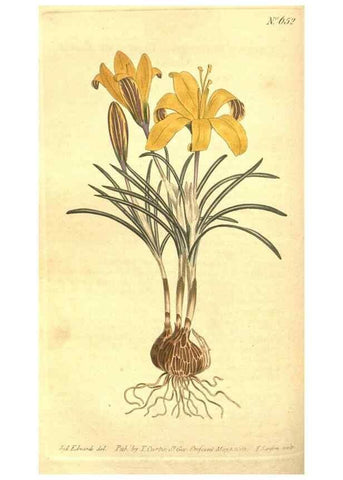 Reproducción/Reproduction 8318315394: Curtis's botanical magazine.. London ;New York [etc.] :Academic Press [etc.]