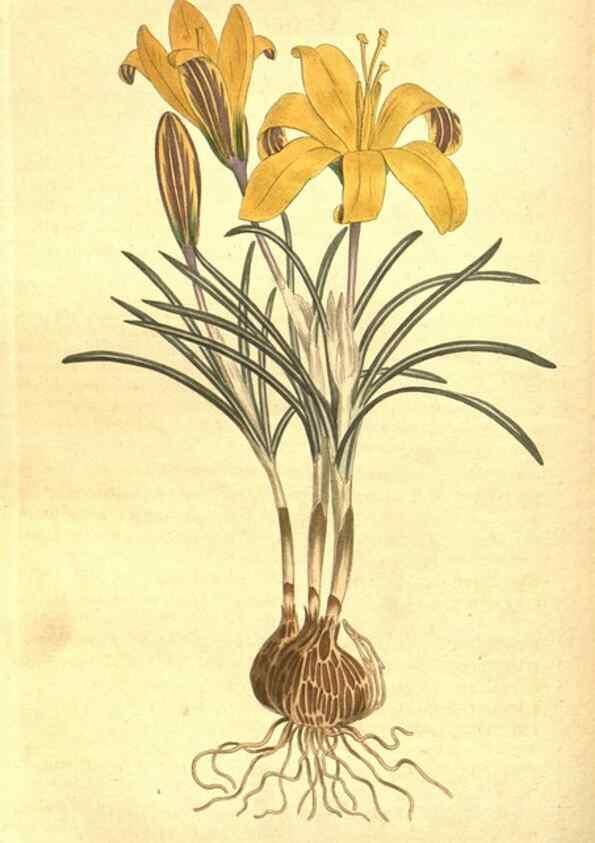Reproducción/Reproduction 8318315394: Curtis's botanical magazine.. London ;New York [etc.] :Academic Press [etc.]