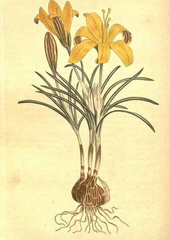 Reproducción/Reproduction 8318315394: Curtis's botanical magazine.. London ;New York [etc.] :Academic Press [etc.]