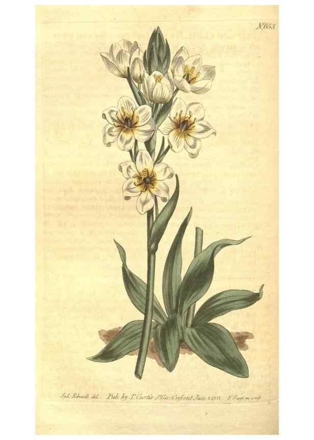 Reproducción/Reproduction 8317260373: Curtis's botanical magazine.. London ;New York [etc.] :Academic Press [etc.]