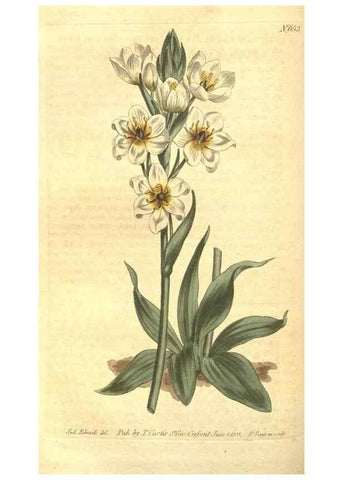 Reproducción/Reproduction 8317260373: Curtis's botanical magazine.. London ;New York [etc.] :Academic Press [etc.]