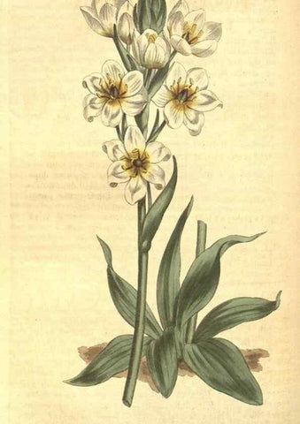 Reproducción/Reproduction 8317260373: Curtis's botanical magazine.. London ;New York [etc.] :Academic Press [etc.]