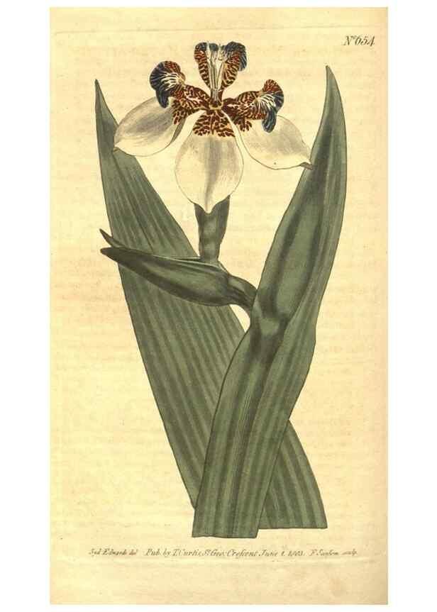 Reproducción/Reproduction 8317261057: Curtis's botanical magazine.. London ;New York [etc.] :Academic Press [etc.]