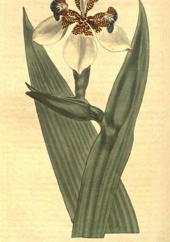 Reproducción/Reproduction 8317261057: Curtis's botanical magazine.. London ;New York [etc.] :Academic Press [etc.]