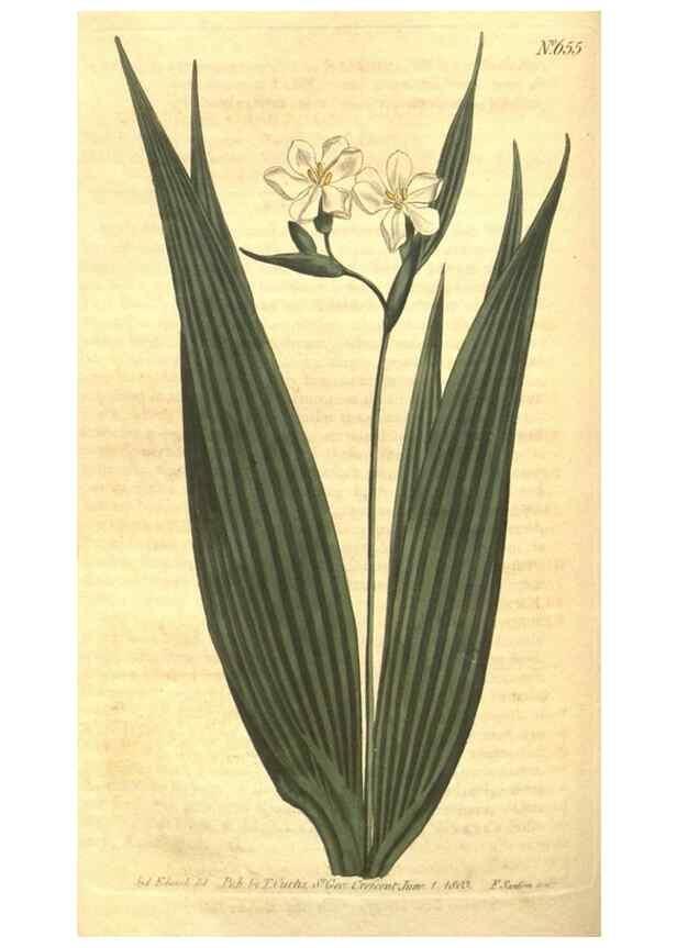Reproducción/Reproduction 8318317244: Curtis's botanical magazine.. London ;New York [etc.] :Academic Press [etc.]