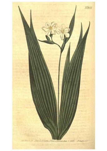 Reproducción/Reproduction 8318317244: Curtis's botanical magazine.. London ;New York [etc.] :Academic Press [etc.]