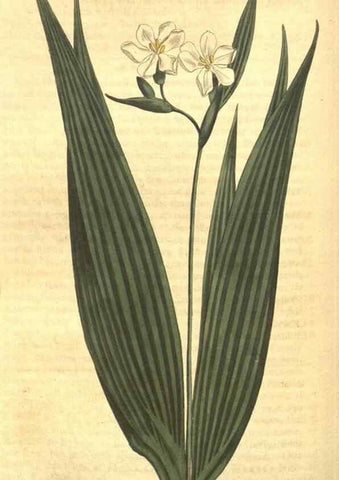Reproducción/Reproduction 8318317244: Curtis's botanical magazine.. London ;New York [etc.] :Academic Press [etc.]
