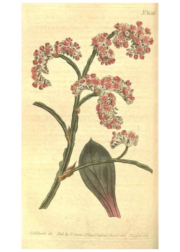 Reproducción/Reproduction 8318317950: Curtis's botanical magazine.. London ;New York [etc.] :Academic Press [etc.]