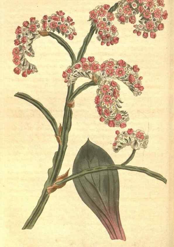Reproducción/Reproduction 8318317950: Curtis's botanical magazine.. London ;New York [etc.] :Academic Press [etc.]