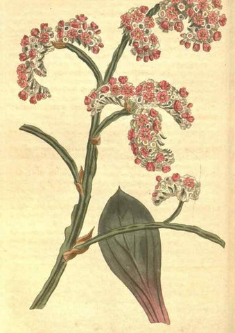 Reproducción/Reproduction 8318317950: Curtis's botanical magazine.. London ;New York [etc.] :Academic Press [etc.]